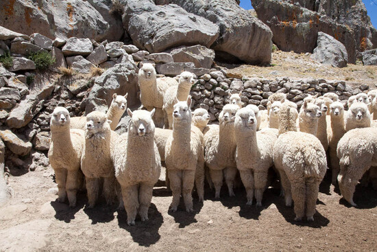 Zucht Alpakahof Alpacas vom Aspoltsberg Gaspoltshofen